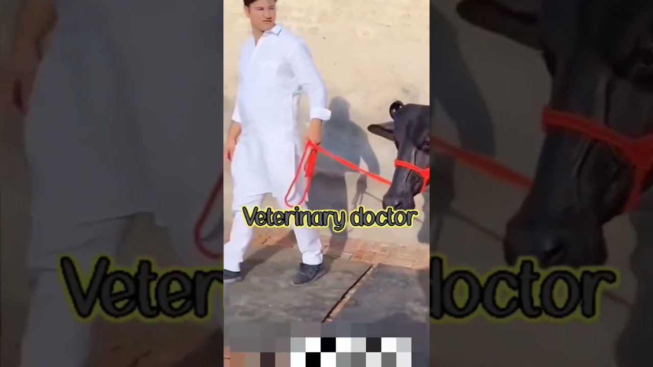 Human doctor vs veterinary doctor #viral #youtubeshort #trending #vetlife