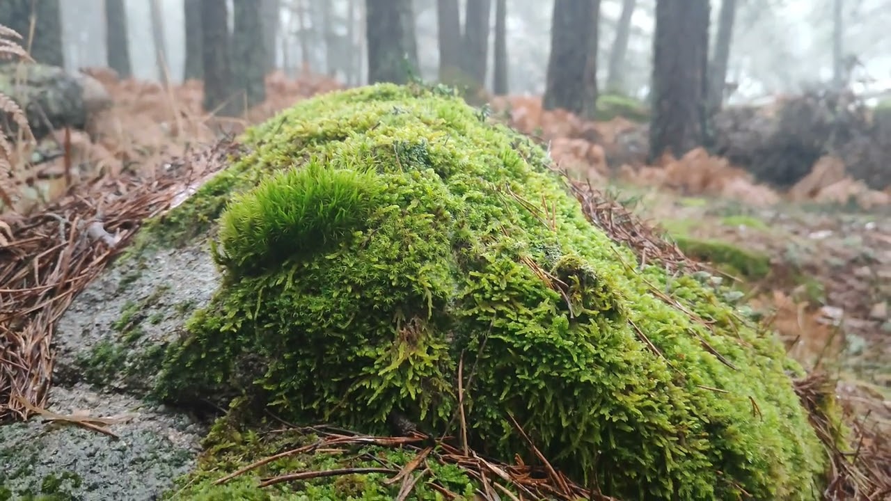 🌿 Un rincón secreto del monte con un río cristalino