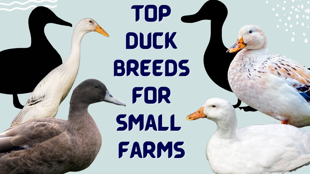 Пять лучших пород уток для разведения на приусадебных участках и небольших фермах