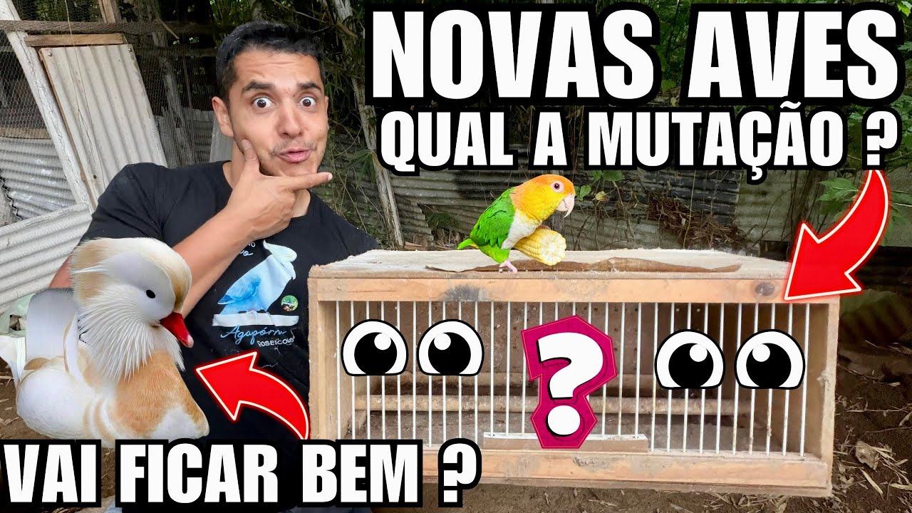 Chegou Novo casal, quem mutação é essa ? | problema com a tela de cobertura | Aves Recriar 