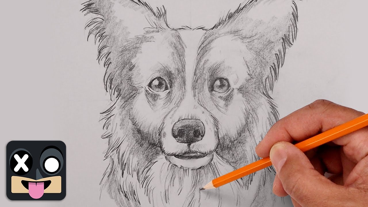 How To Draw Border Collie | Sketch Tutorial