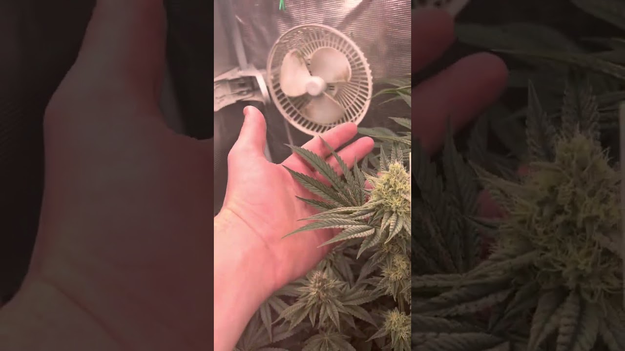 Day 43 of flower growing kid kaya &ldquo;soleil levant&ldquo; And covert genetics &ldquo;the  handyman&rdquo;