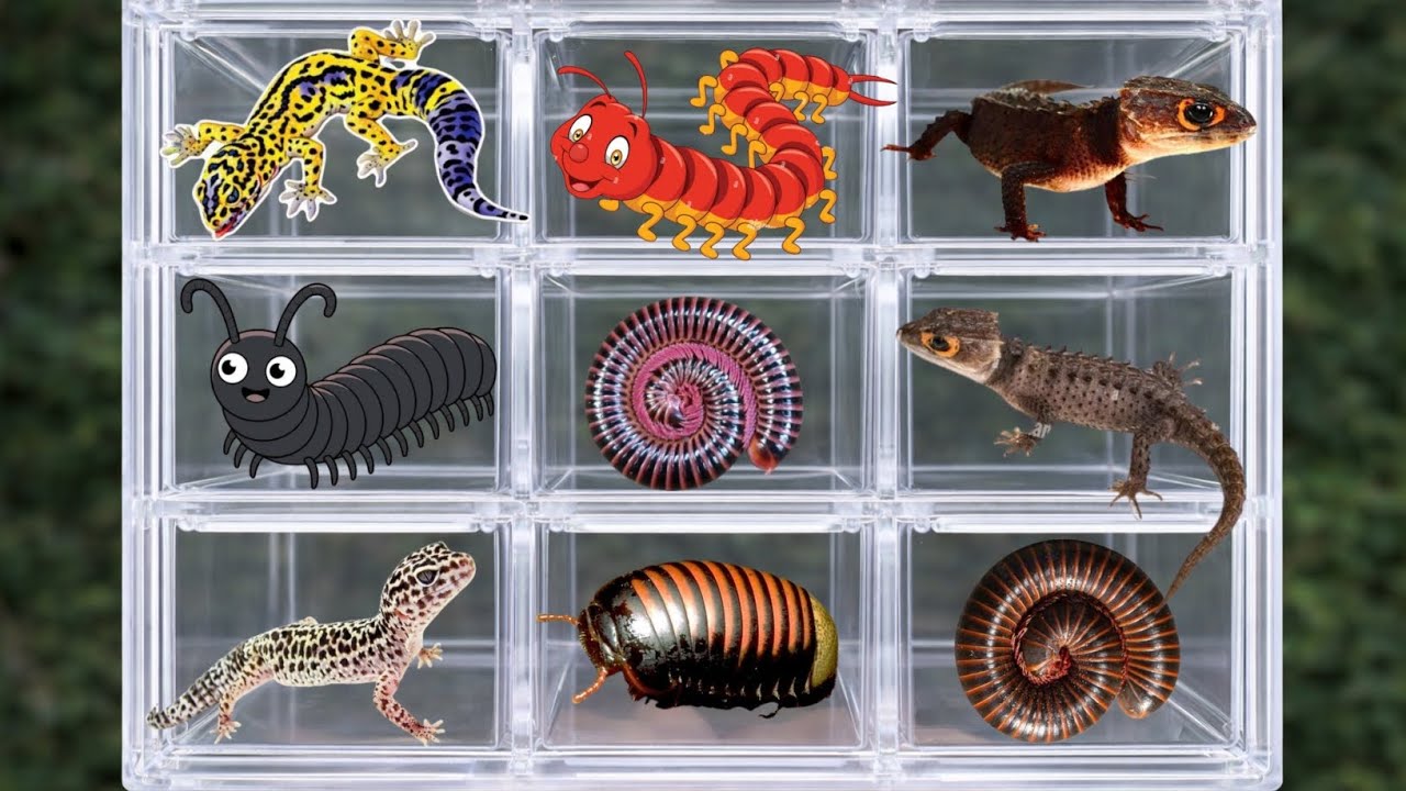 Catching Millipedes Behind My House… The Result Is Shocking! 😱 #millipede #insects #animals 