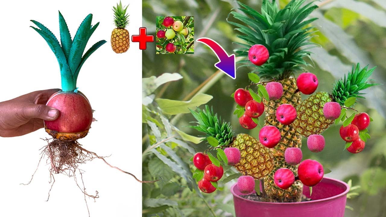 Techniques for grafting mix Apples with Pineapple Get more fruit than expected