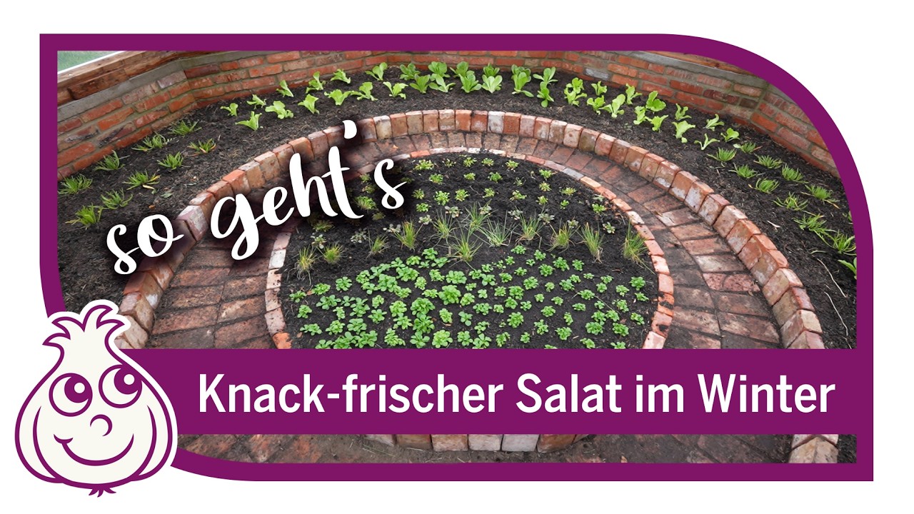 Nie wieder Salat kaufen im Winter &ndash; so einfach geht's!