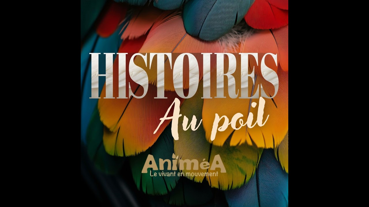 Saint-Valentin : les romances les plus folles du règne animal ❤️🦚