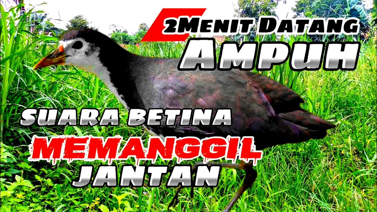 SUARA PIKAT BURUNG RUAK RUAK BETINA MEMANGGIL JANTAN SUPER AMPUH