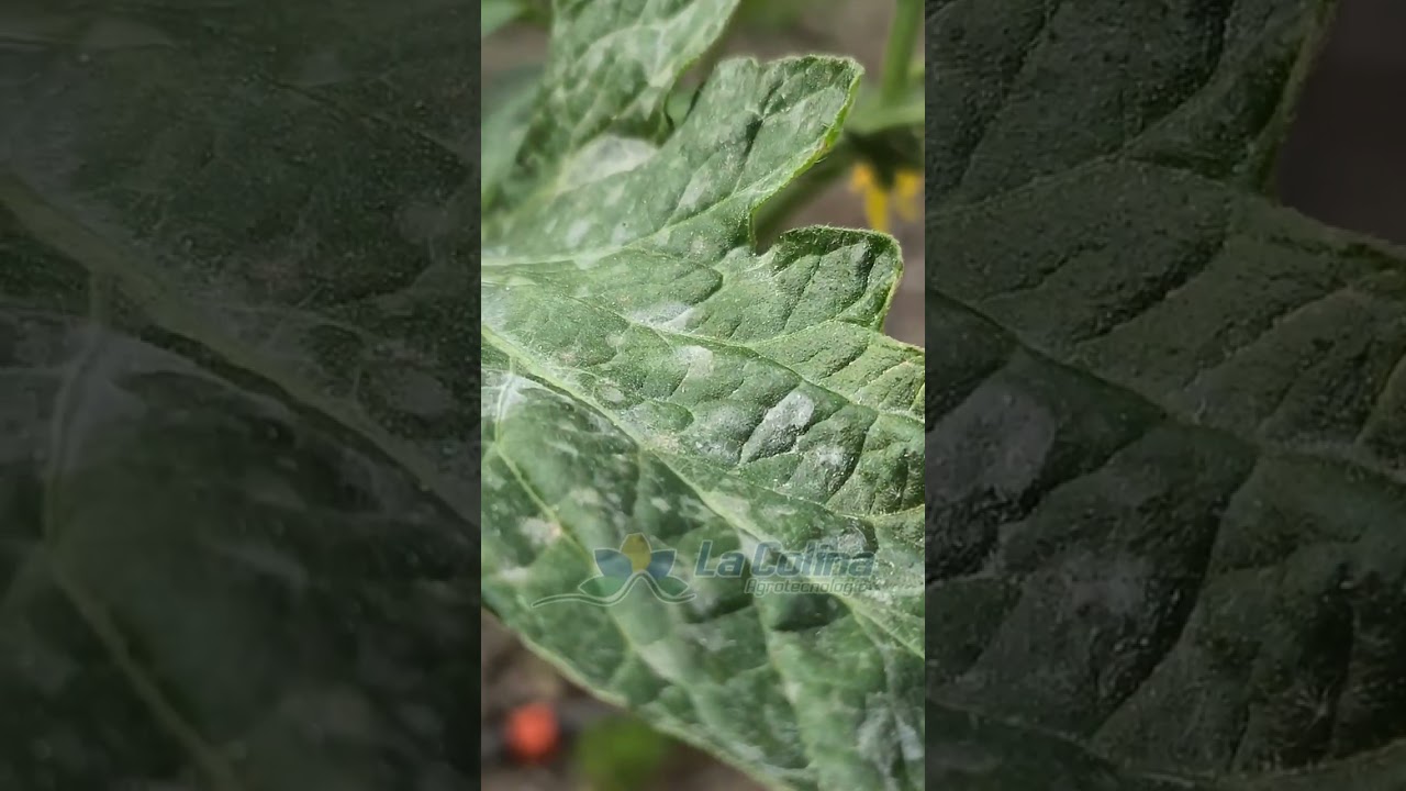 C&oacute;mo regar correctamente las plantas.