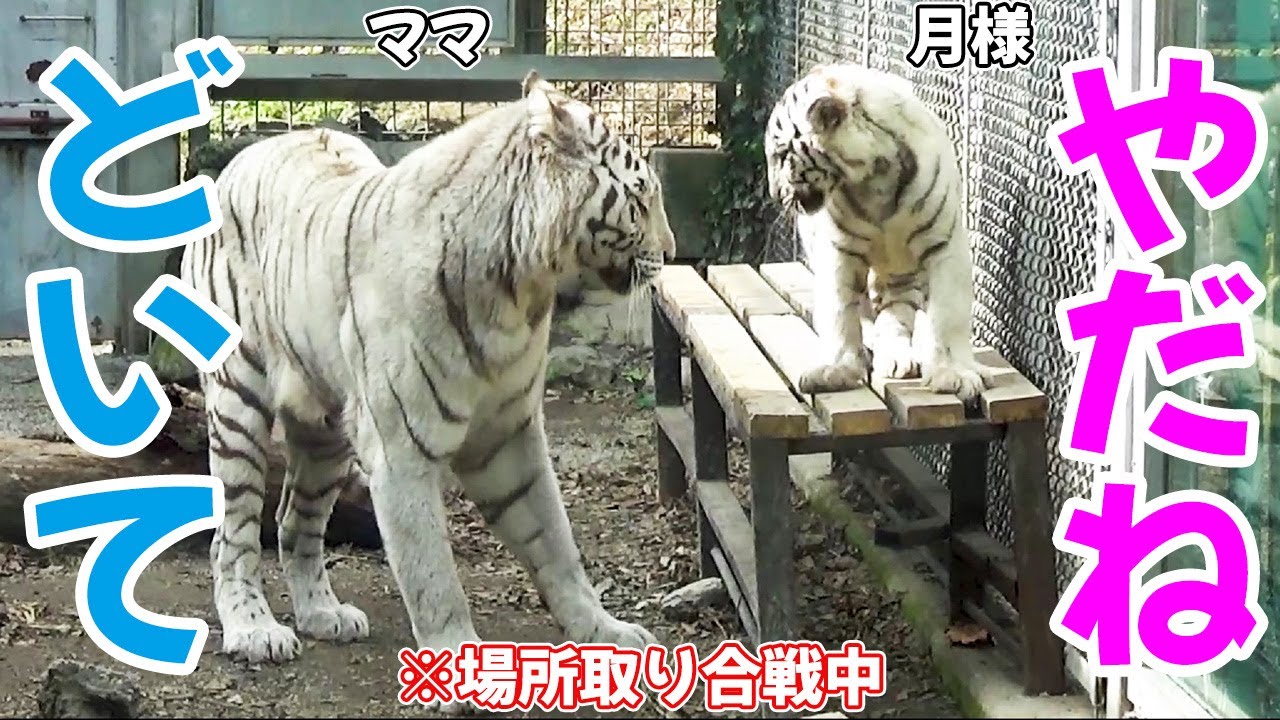 ママが諦めた瞬間、興味が薄れる月様→その後の行動がヤバすぎｗ🤣ホワイトタイガーの赤ちゃん in 伊豆アニマルキングダム