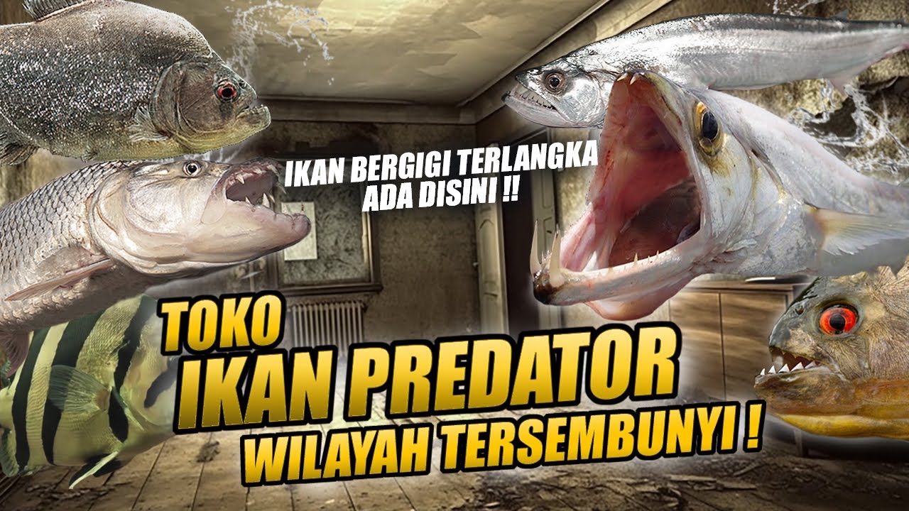 DITEMUKAN !! TOKO IKAN PREDATOR TERSEMBUNYI BRO ! HUNTING IKAN BERGIGI TERLANGKA