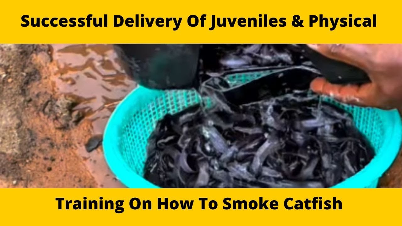 Successful Delivery Of Juveniles & Physical Training On How To Smoke Catfish