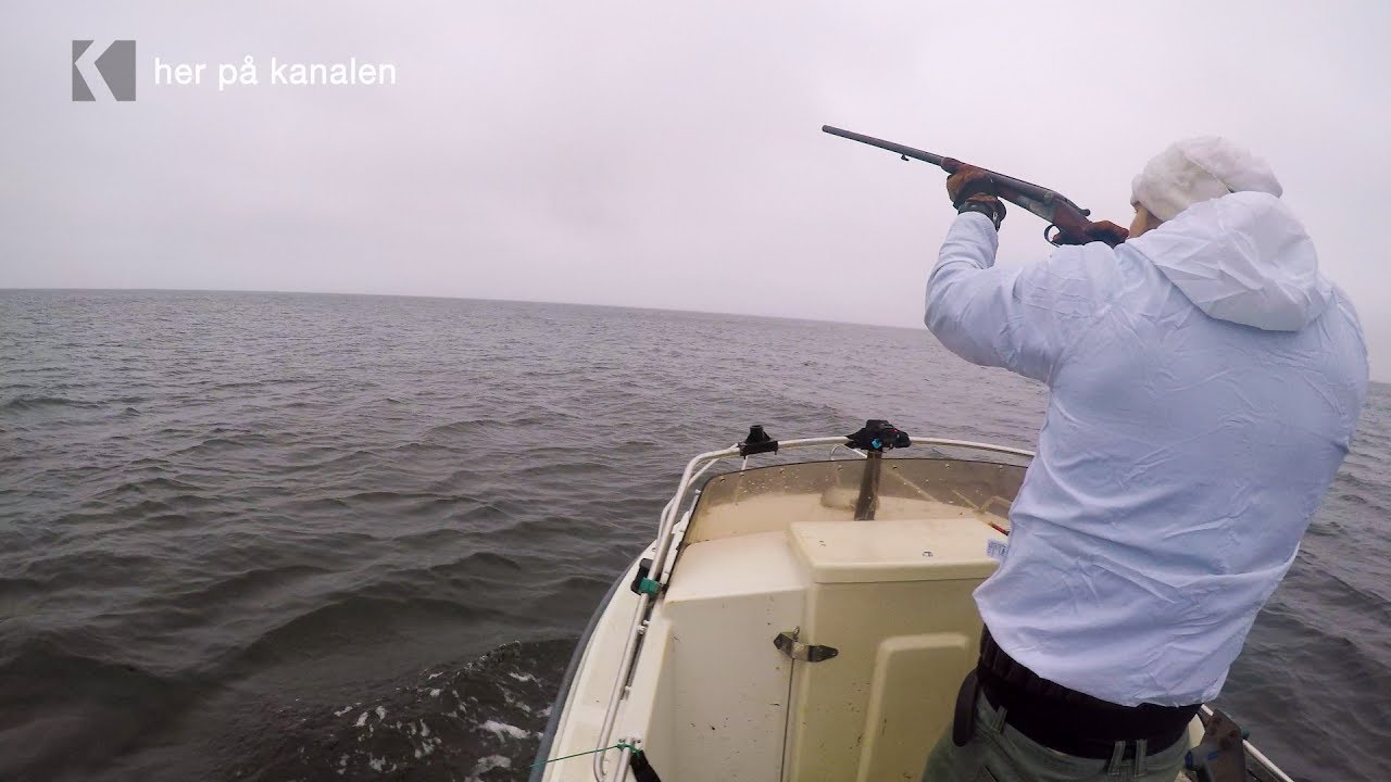 Følg med i sæson 1 af vestens vilde natur