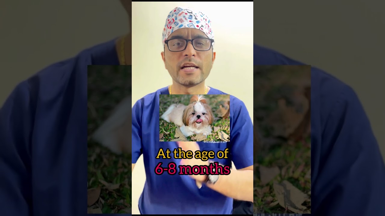 Dog spaying right age || spaying in dog || Dog neutering age||revealed || #shorts #dogs #vets