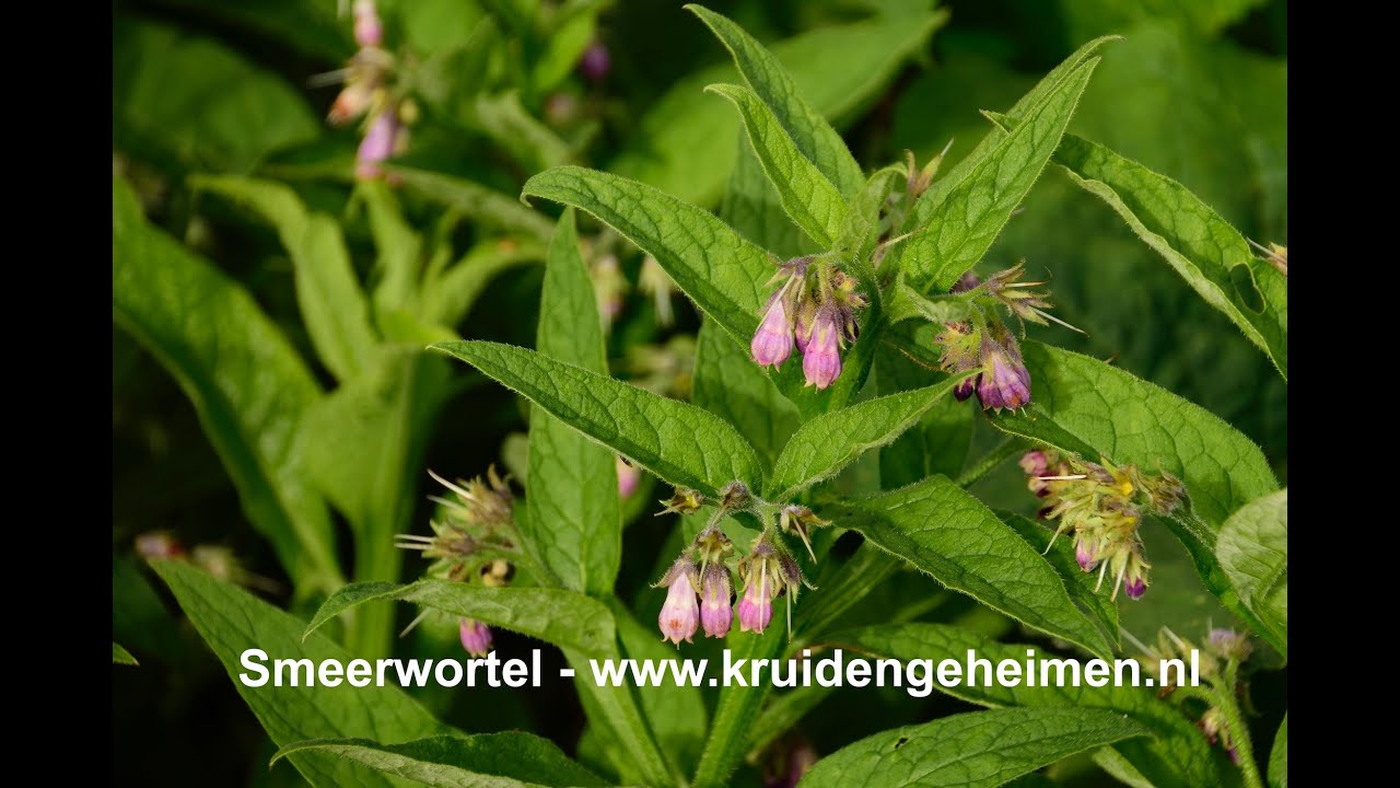 HELENDE SMEERWORTEL - Kruidengeheimen