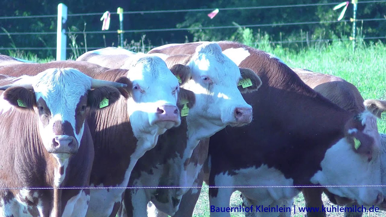 Kuhle Milch Bauernhof Oberasbach