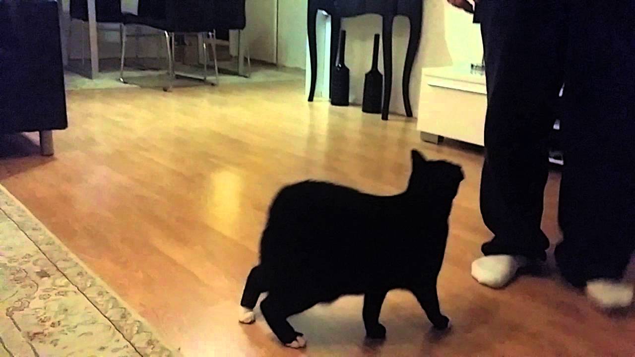 Kat luistert naar commando's amazing cat listening to different commands 