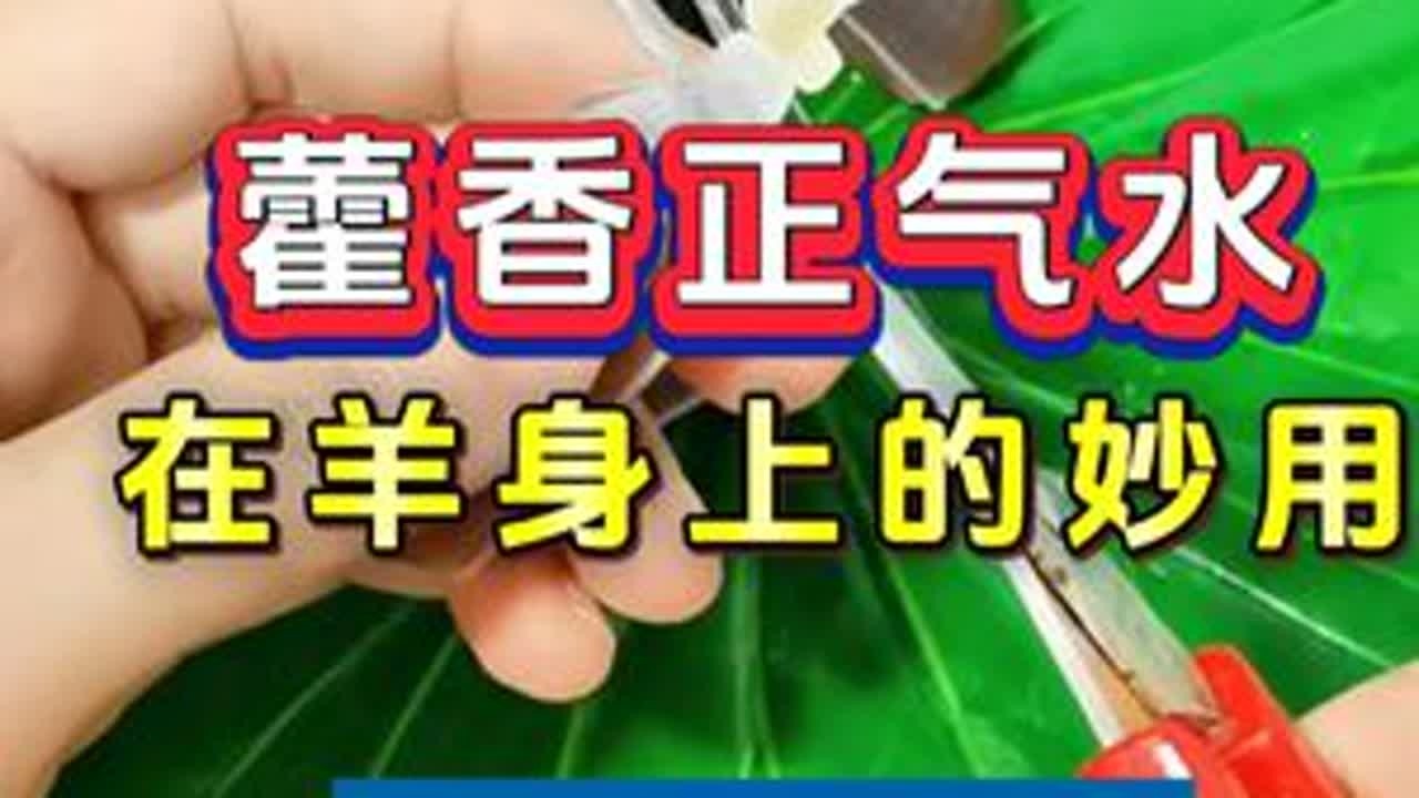 #养羊#牛羊养殖#新手养羊#养羊人