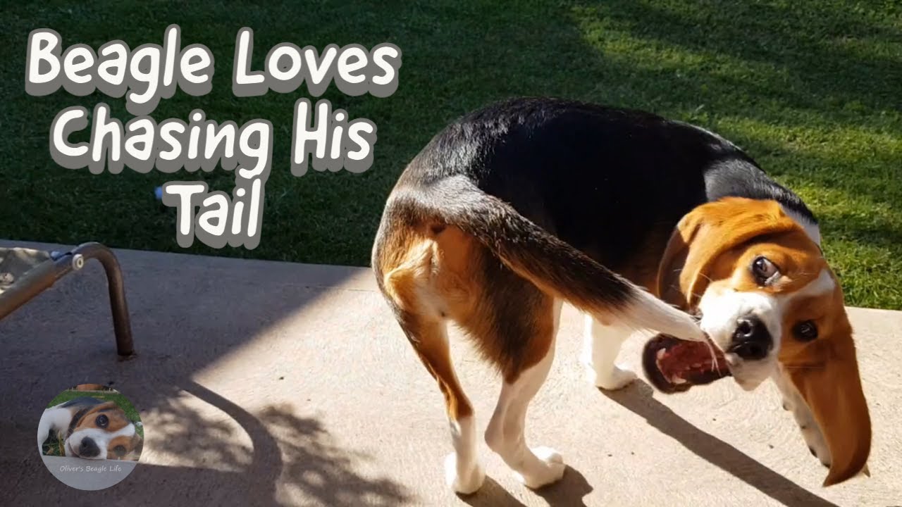 My Beagle Loves To Chase His Tail
