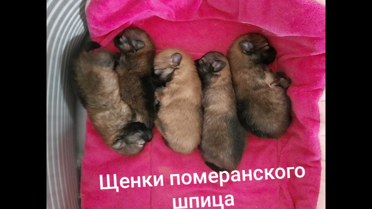 Щенки померанского  шпица с рождения до 1,5 месяца