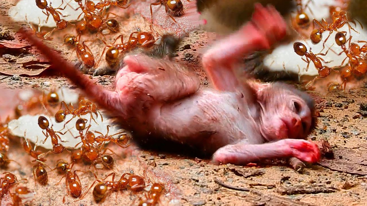 Millions red ants biting new baby Tilly till seizure