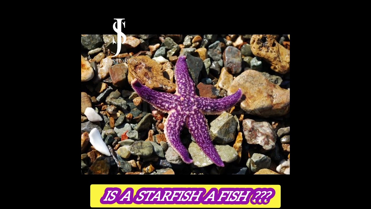 Is A starfish A Fish ? 🐟 🤔
