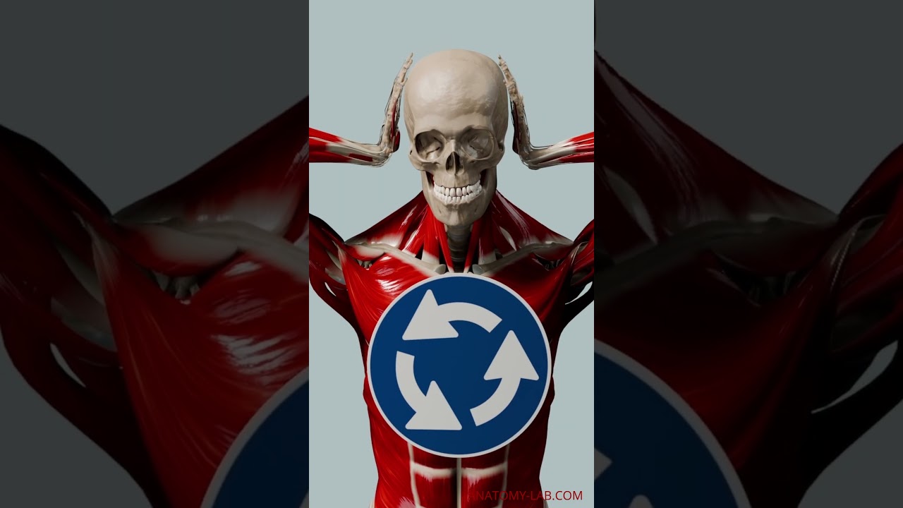 psoas and stress response 2