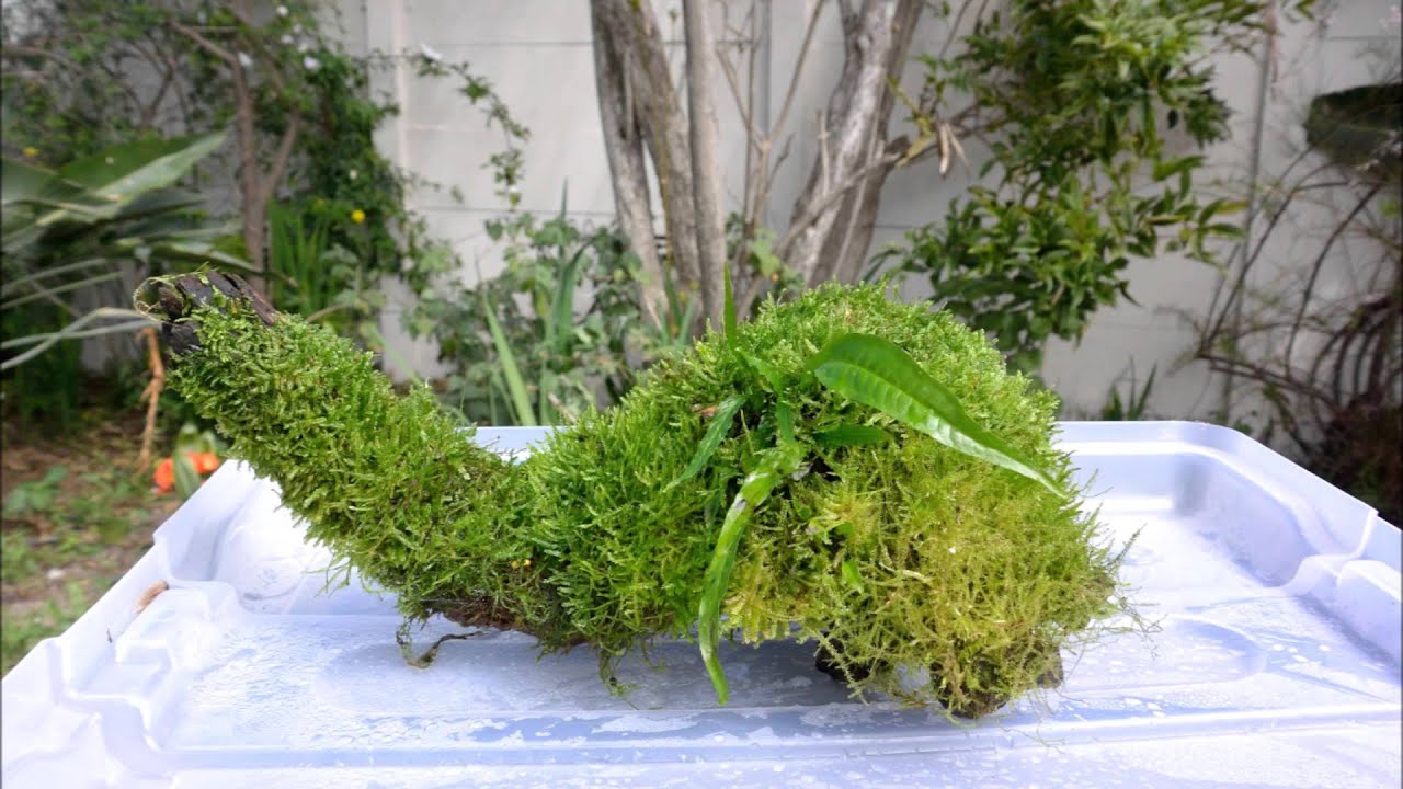 Some moss I have growing emersed