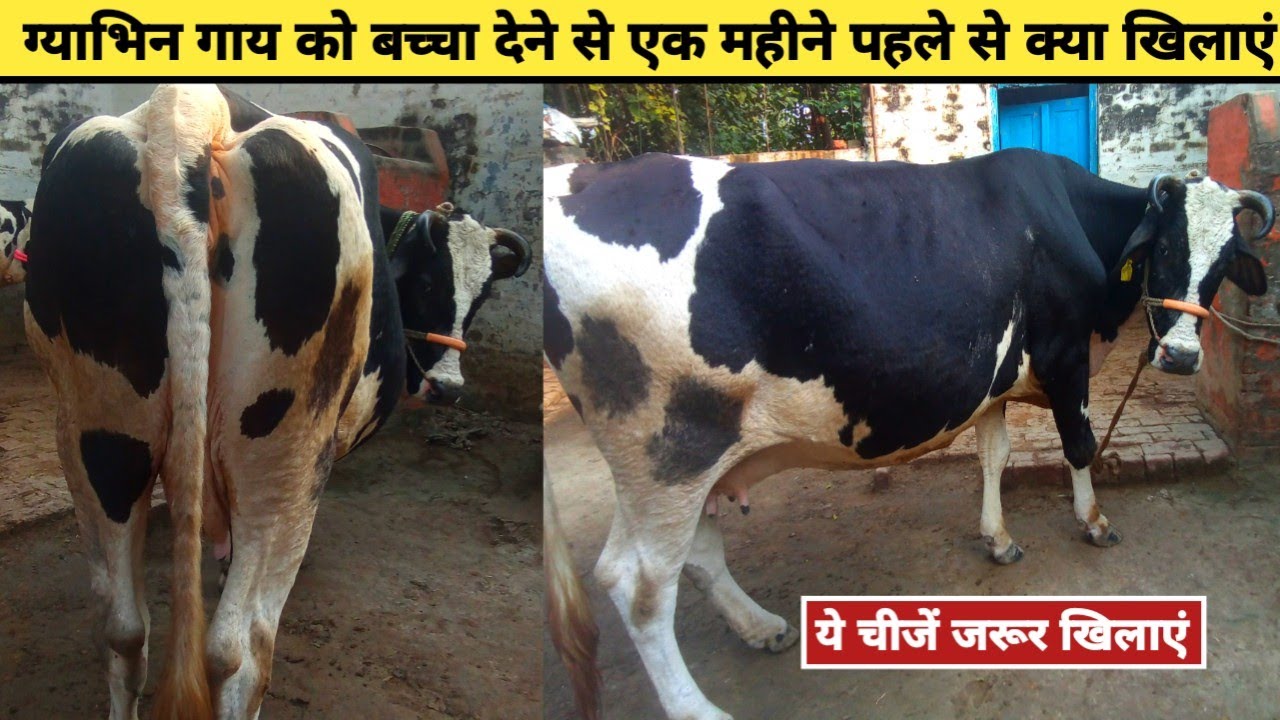 गाय को बच्चा देने से एक महीने पहले से क्या खिलाएं || what feed cow before born baby