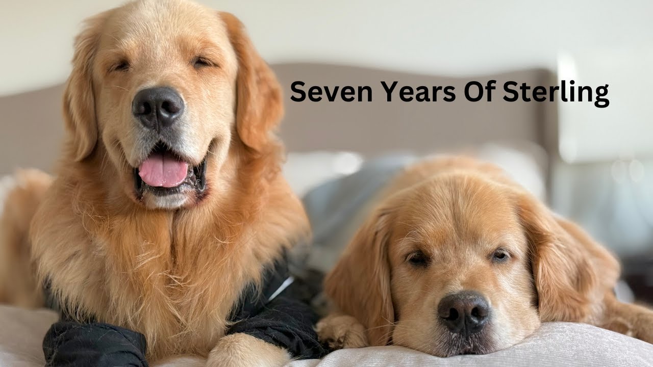 Seven Years Of Sterling The Golden