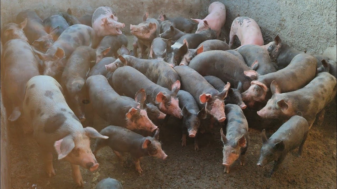 Feira de Ovino e 🐖 Capoeiras-PE 13/03/26