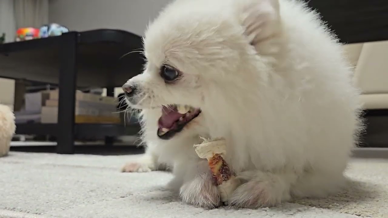 잠오는영상) 개껌 먹방 ASMR 풀버전