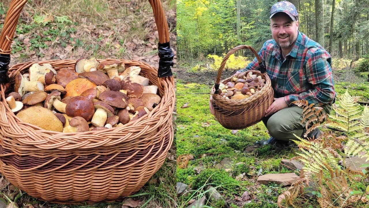 KOLEJNE FANTASTYCZNE GRZYBOBRANIE W ŚWIĘTOKRZYSKICH LASACH 08.10.25