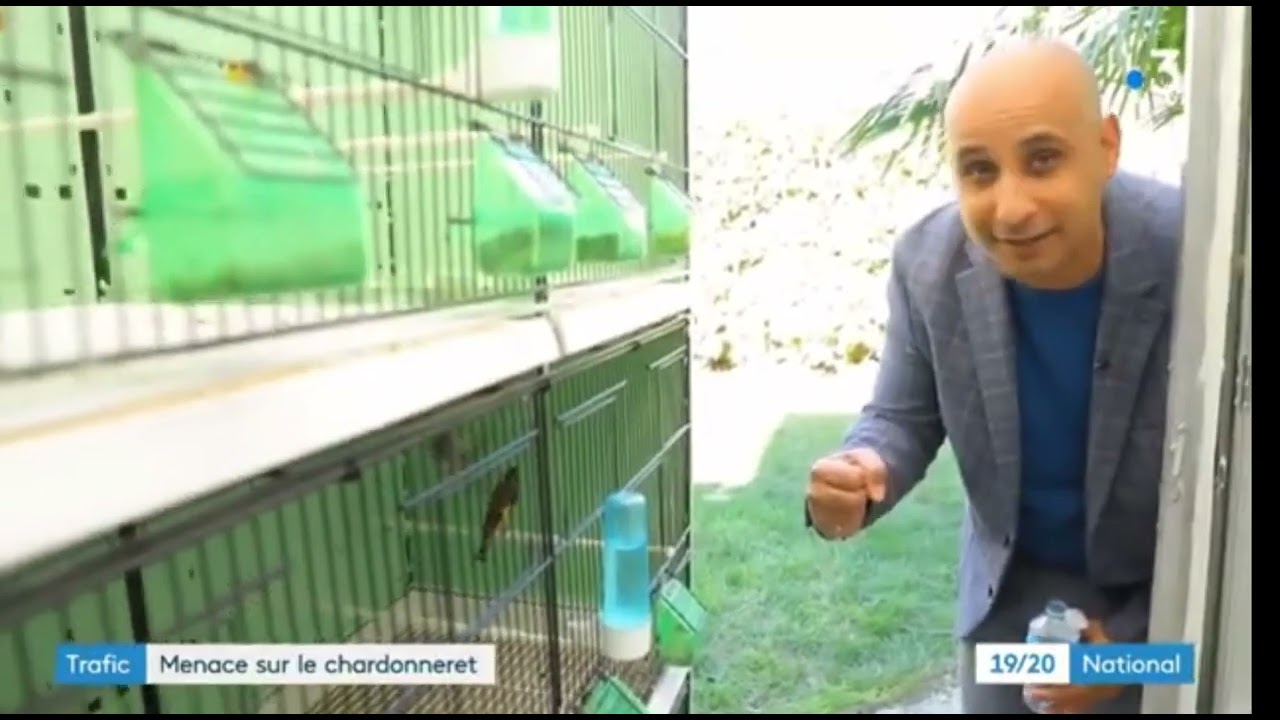 Le trafic des Chardonnerets en France