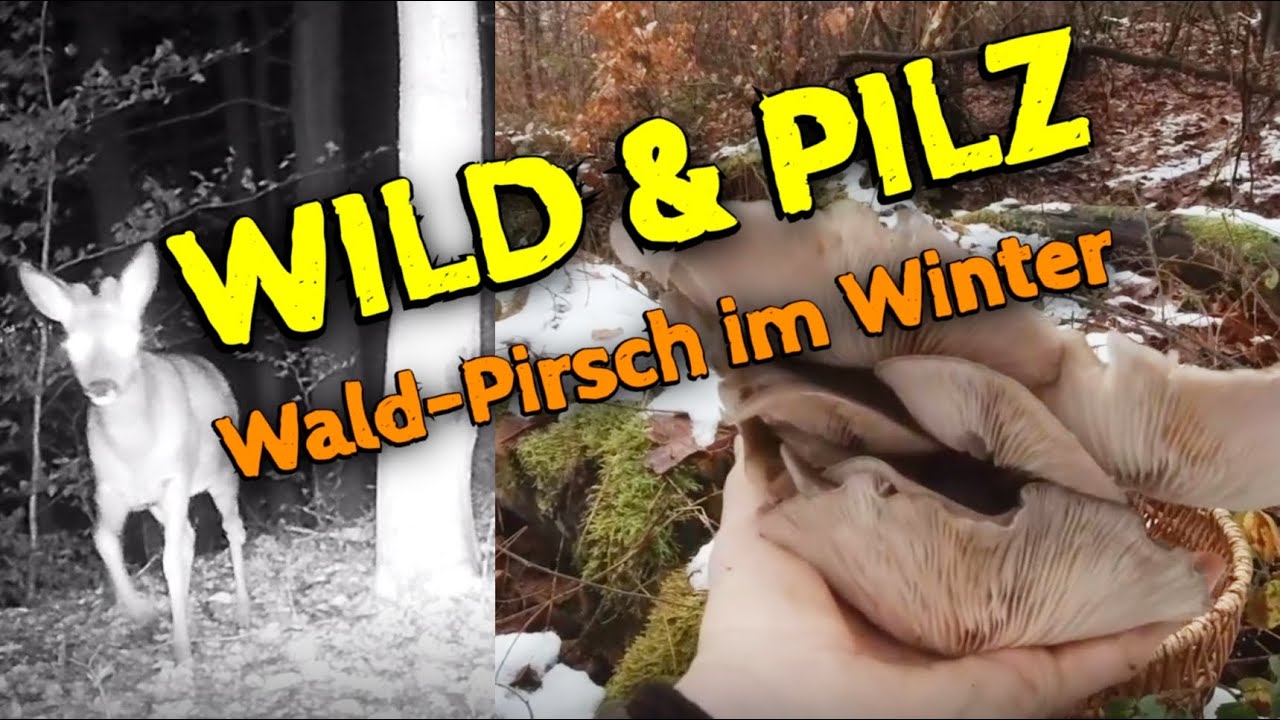 Auf Wild und Pilz Pirsch im Winter