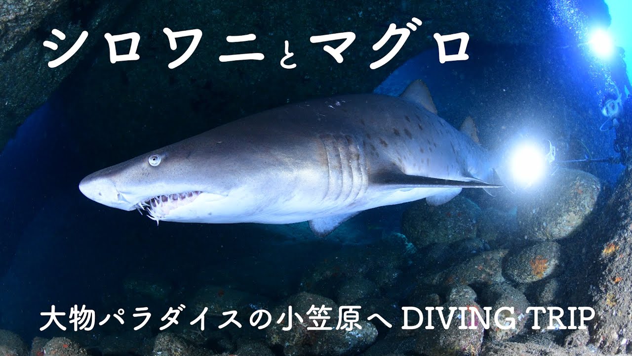 小笠原ダイビングが凄すぎる！