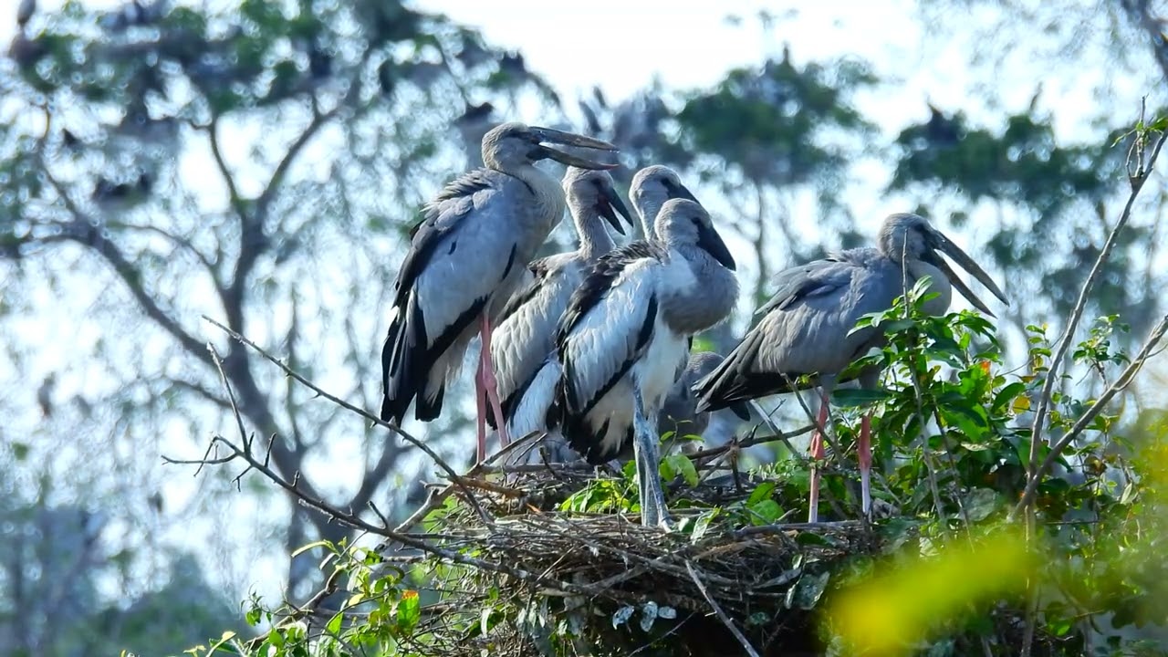 Nature Sound Flight Above Earth The Hidden World of Birds Revealed E66