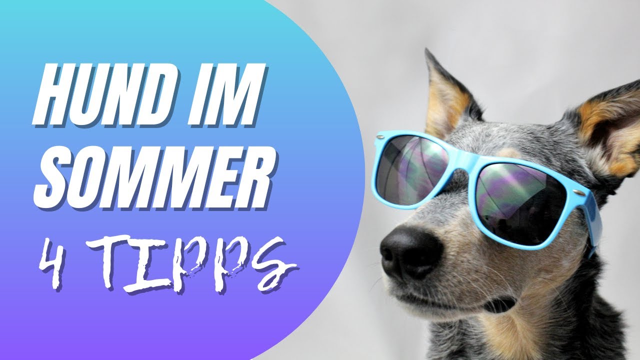 Hund im Sommer - Das solltet ihr unbedingt beachten - TOP 4 Tipps Französische Bulldogge