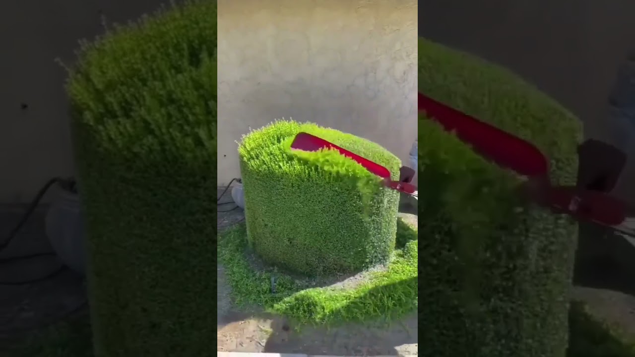 Poda Perfecta de Seto