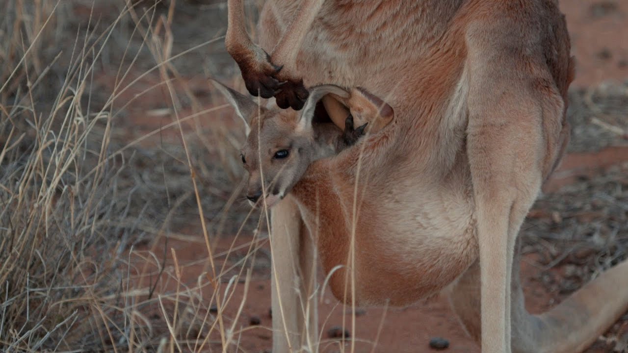 Brolga's DIY kangaroo pouch - Kangaroo Dundee: Episode 2 Preview - BBC