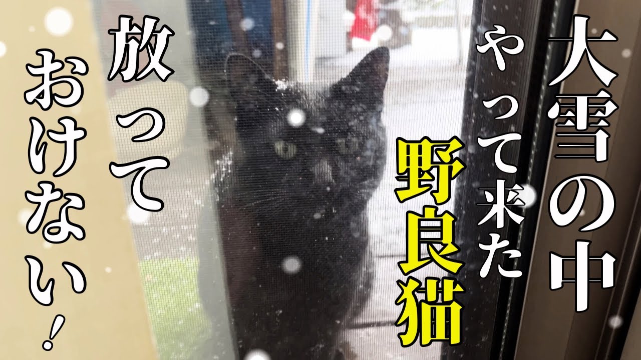 こんな人懐っこい野良猫、どうしたらいいんだ！