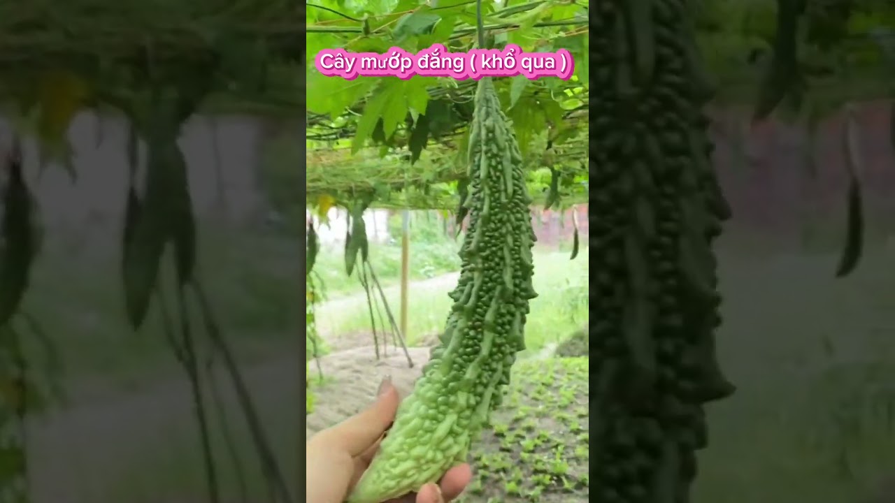 Khám phá quả bầu 