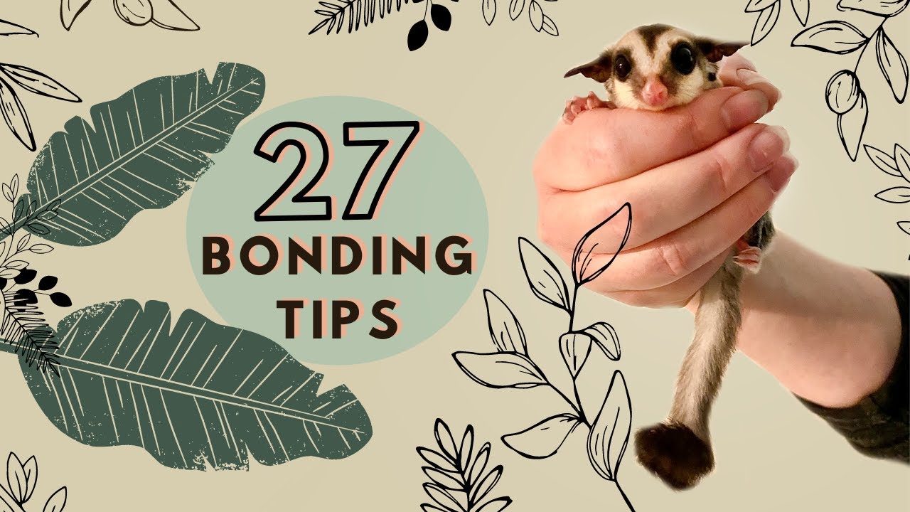 27 Sugar Glider Bonding Tips | Bonding with your Sugar Gliders