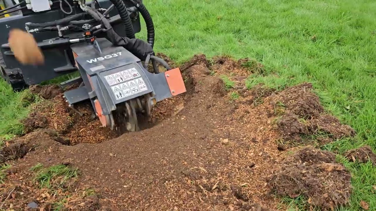 Rognage d'une souche de cèdre.