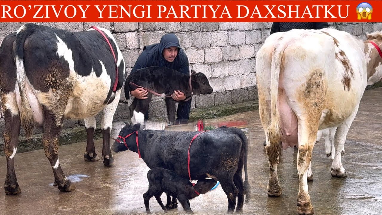 ROʻZIVOY😳F💥YTA NOYOP🥛🌨️SUTDOR PULI ARZON ONA BOLA SGIRLARAR K🚘DASTAFKASI B🏃