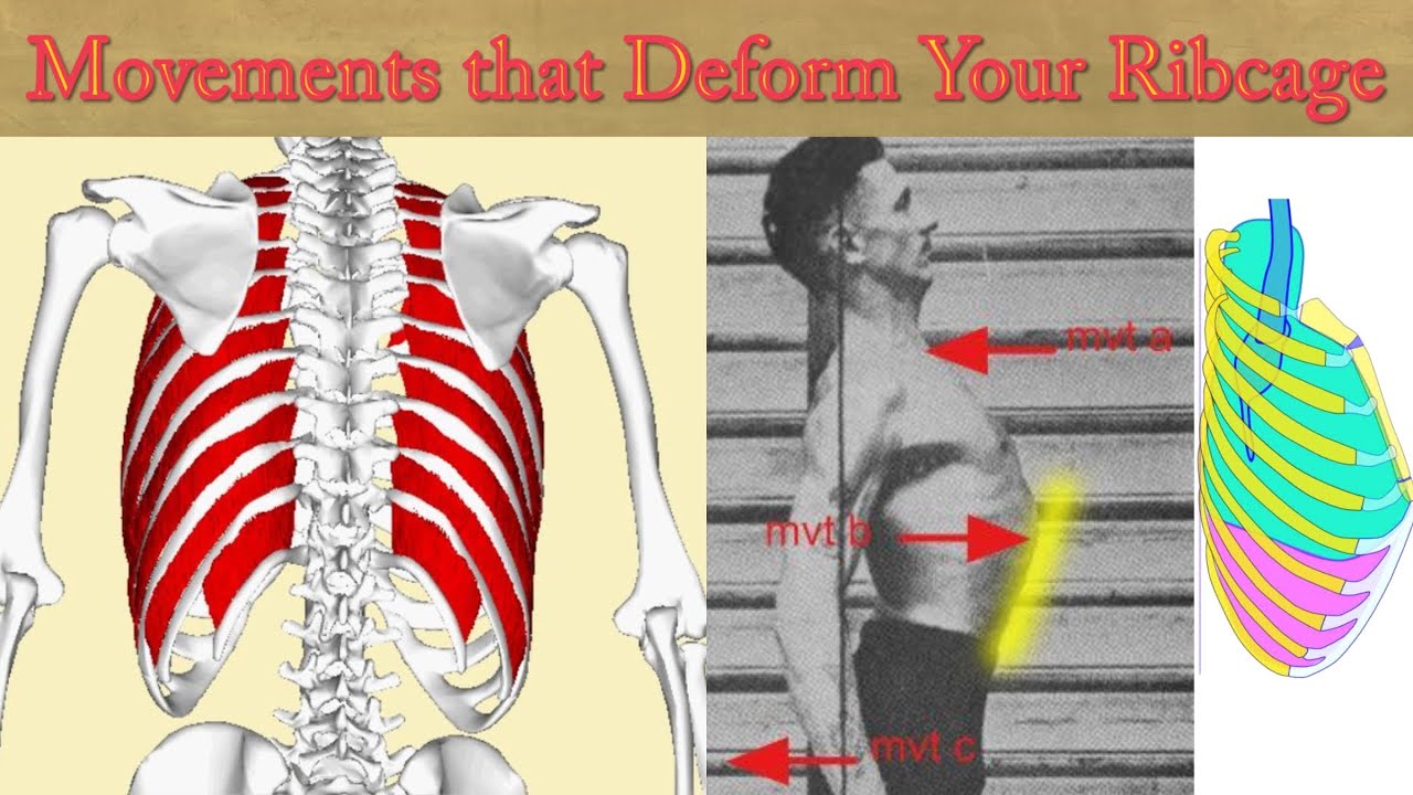 Unbunch Your Ribs to Set the Conditions for Full Thoracic Breathing