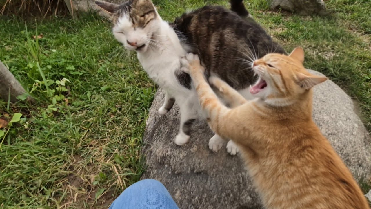 This cat is So Jealous that he won’t let other cats come near me!