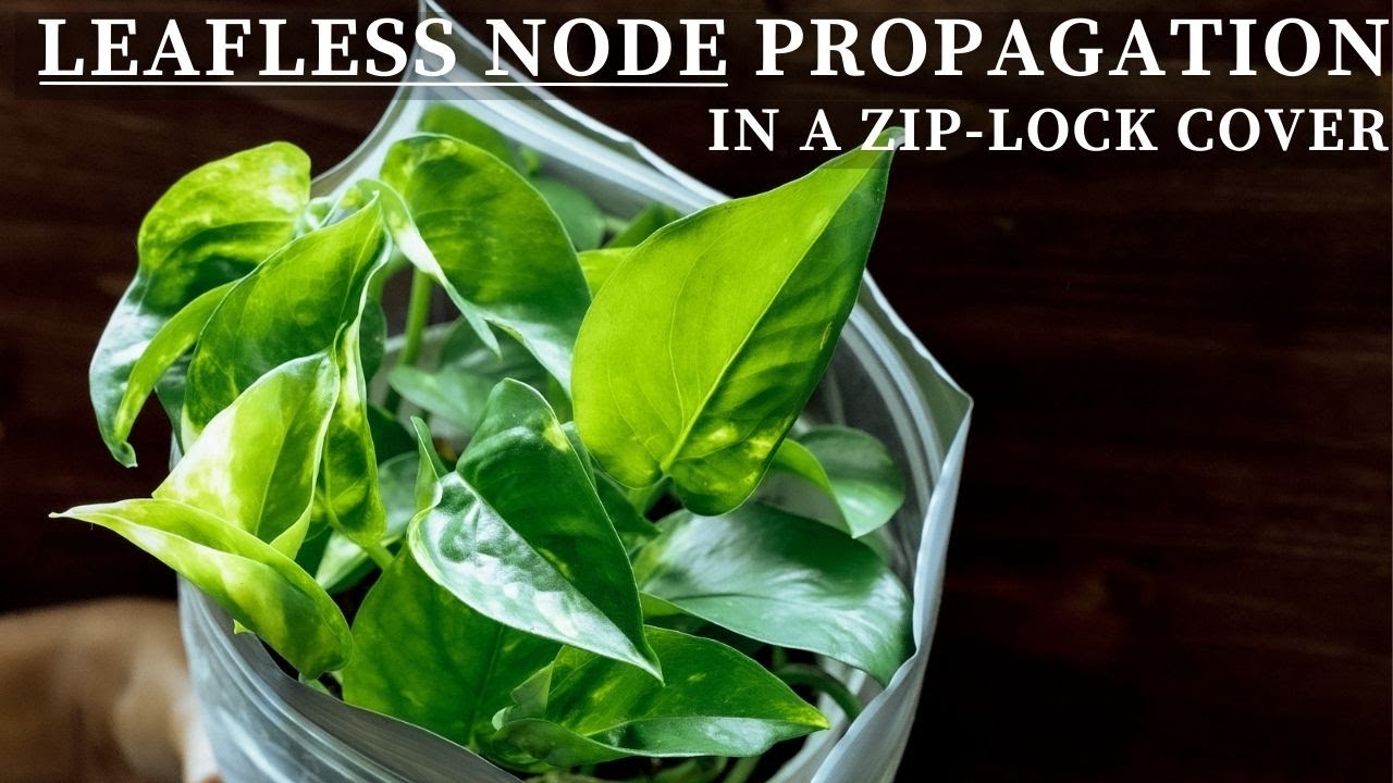Zip Lock Bag Propagation Method | Grow Leafless Nodes in a Plastic Bag | Fastest Propagation Method