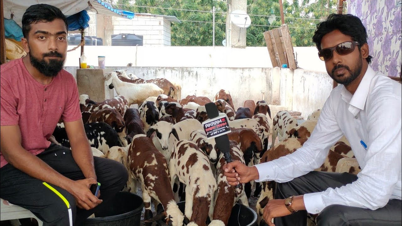 pure madhurai baby sheep in Hyd | ityapuram quality breed spotted sheep