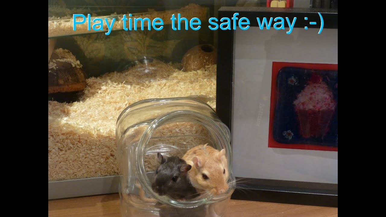 Basic gerbil care an A-Z guide on gerbils!