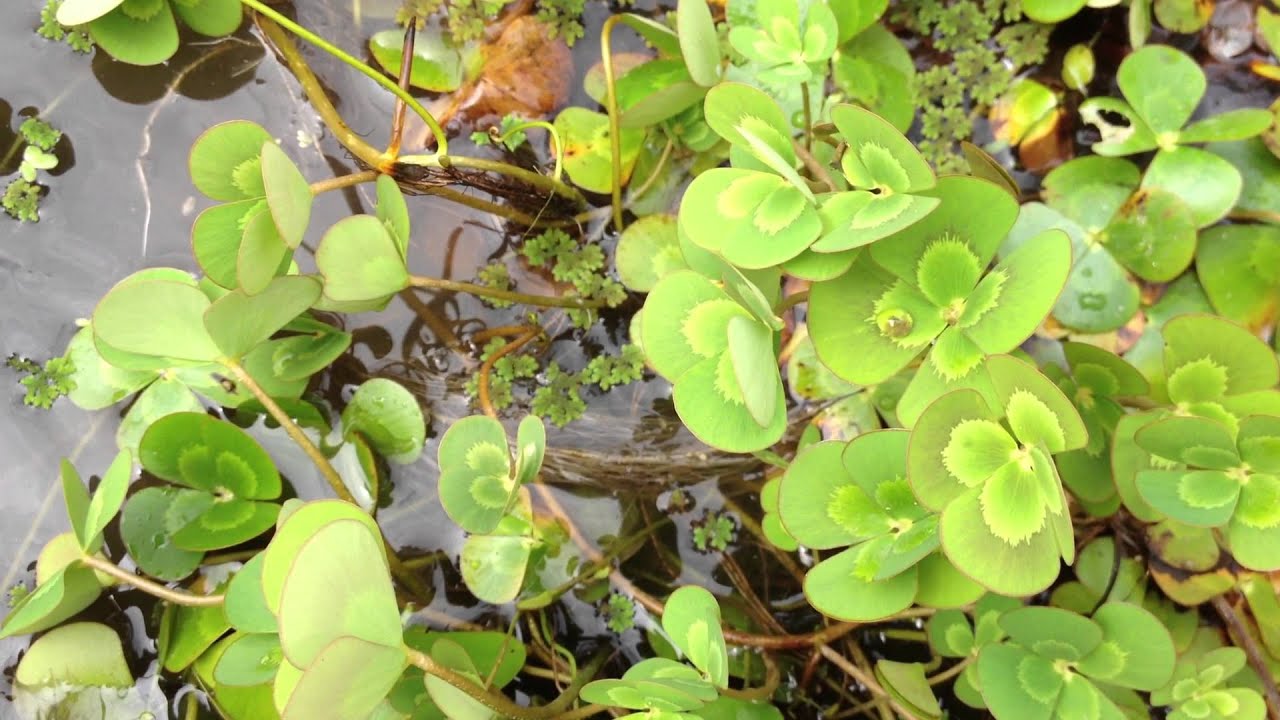 Variegated 4-Leaf Water Clover